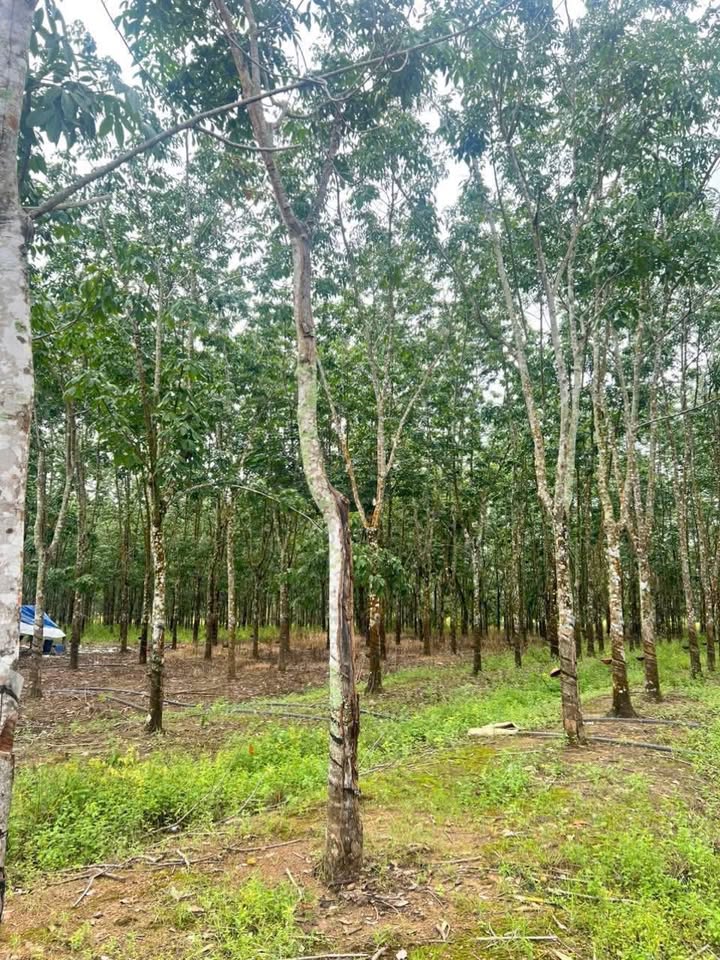 Farm cao su 2,4 ha tại Ea Wer, Buôn Đôn - Giá 3.132 tỷ, thu hoạch ổn định!