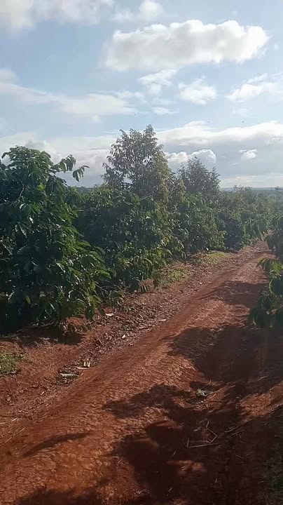 Đất nền 2ha tại Ea Sin, Krông Buk, Đắk Lắk giá 5.1 tỷ - Đầu tư sinh lời ngay!