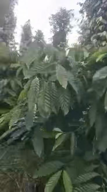 Farm 5000m² tại Đắk Lao, Đắk Mil - Bán gấp, giá thỏa thuận!