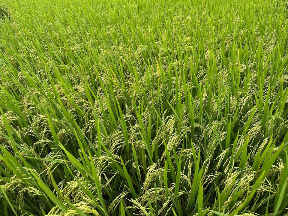 Đất lúa 50 công tại Xã Hoà Điền, Kiên Lương - Giá hợp lý, sổ hồng chính chủ!