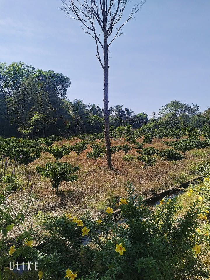 Bán đất vườn nghỉ dưỡng 1.4 Sào tại xã Mỹ Đức, Lâm Đồng - Giá chỉ 1.1 tỷ đồng!