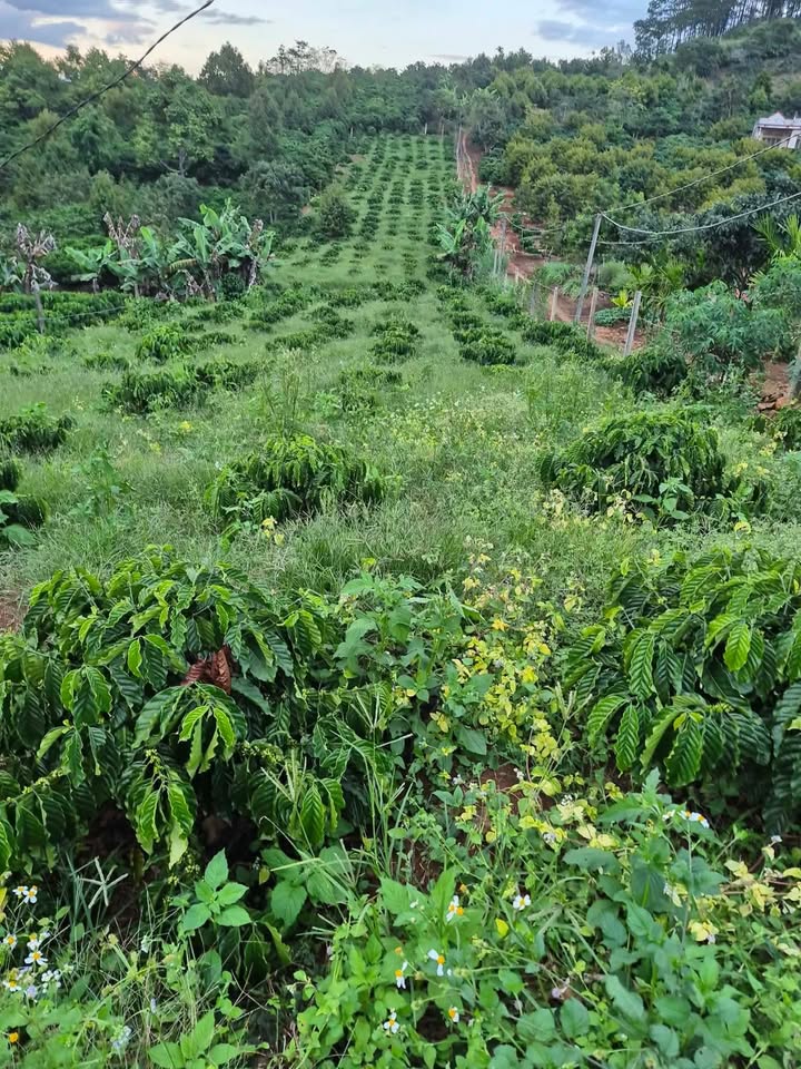 Đất nền Đan Phượng Lâm Hà 2000m² giá 1.5 tỷ - Đầu tư sinh lời ngay!