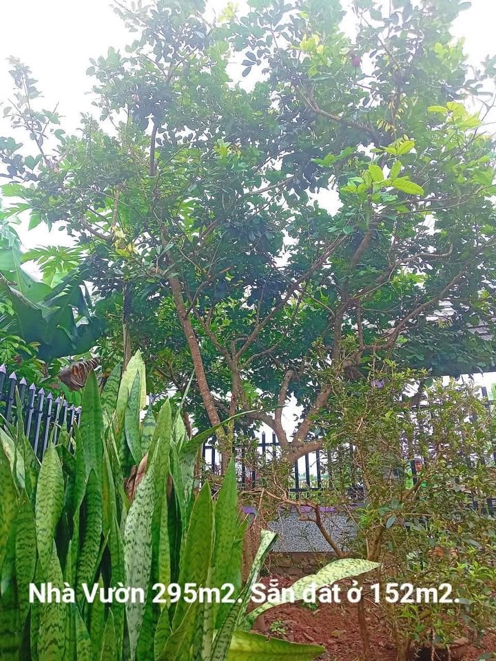 Nhà vườn 295m² Phường 2 Bảo Lộc - Đường nhựa rộng, gần khu nghỉ dưỡng!