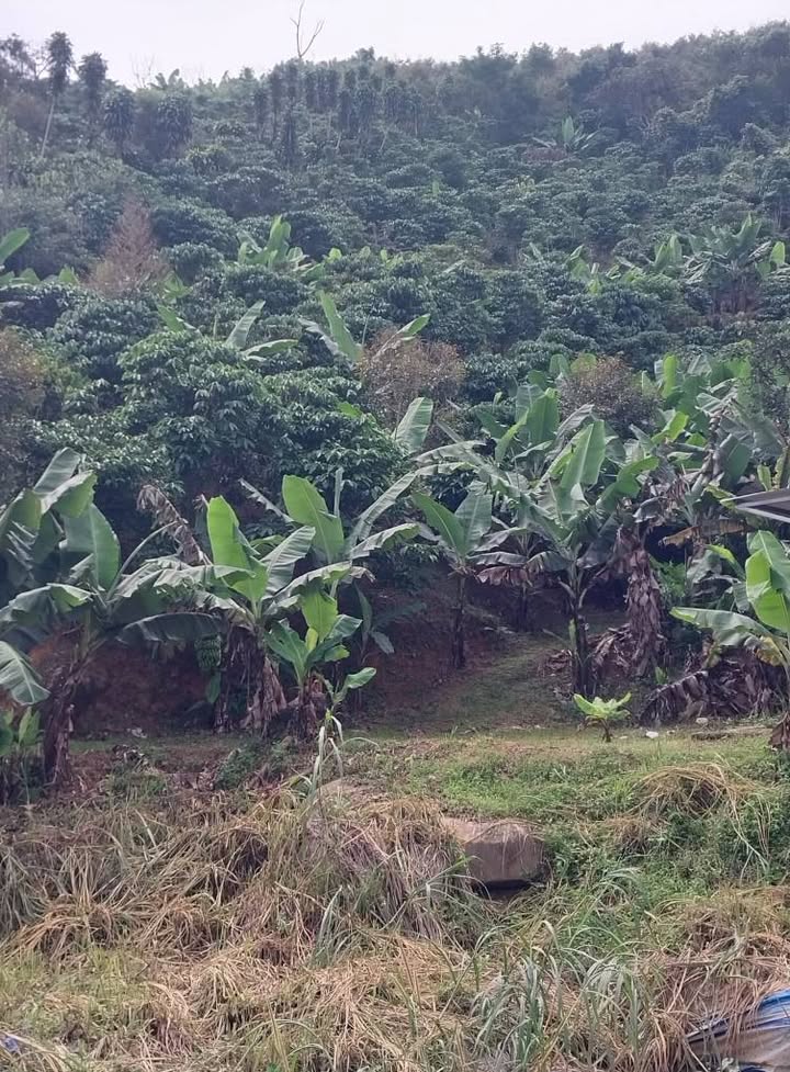 Đất nền 8 xào tại xã Lộc Nam, Bảo Lâm - Giá 2.3 tỷ, cơ hội đầu tư hấp dẫn!