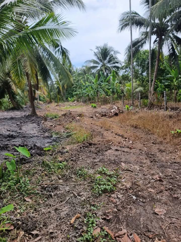 Bán đất thổ cư Song Phú Vĩnh Long 1.184m² giá 4.6 tỷ - Gần trung tâm hành chính!