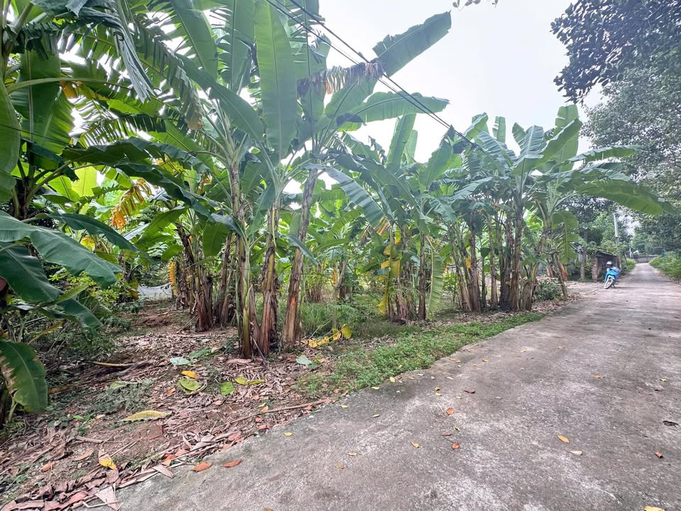 Đất nền 1200m² tại Cổ Đông, Sơn Tây - Giá chỉ 12 tỷ, phù hợp phân lô tách thửa!