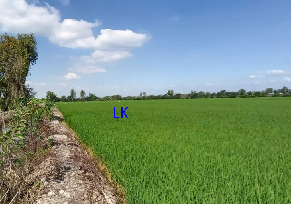 Đất lúa 6.900m² tại xã Bình Hàng Trung - Giá tốt thương lượng!