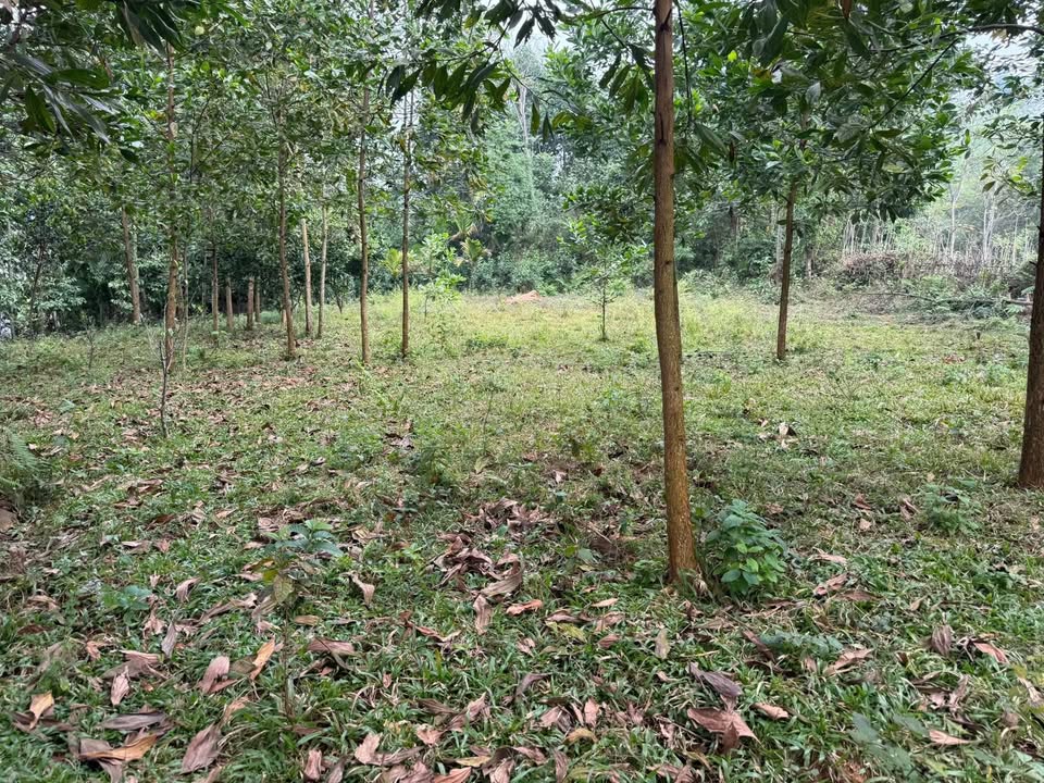 Đất thổ cư Gia Mô Tân Lạc 800m² - Đường ô tô vào tận nơi!