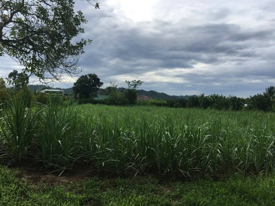 Đất nền Quảng Ngãi, Cát Tiên, Lâm Đồng 1.031,6m² giá 2,4 tỷ - Đầu tư sinh lời cao!