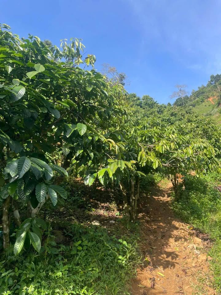 Đất thổ cư xã Lộc Thành, Bảo Lâm, Lâm Đồng 3600m² giá 925 triệu - Cơ hội đầu tư tốt!