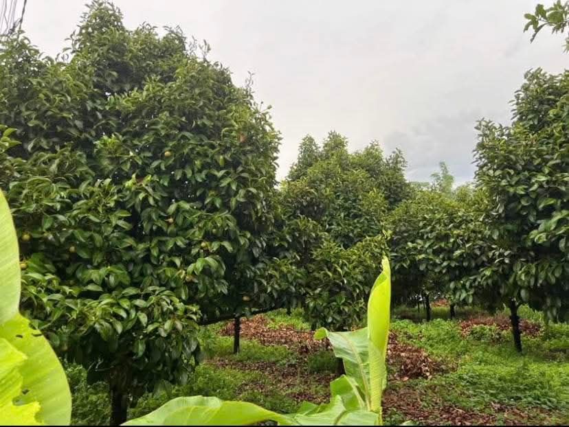 Đất thổ cư 400m² mặt tiền ô tô tại Đạ Hoai, Lâm Đồng - Giá chỉ 6,5 tỷ!