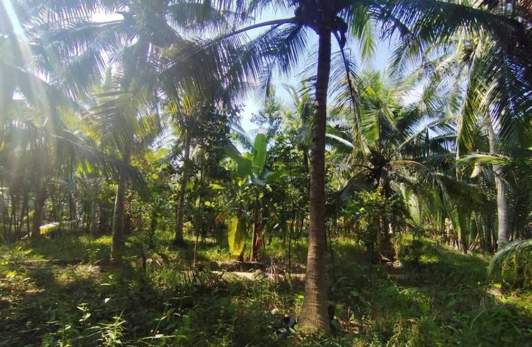 Đất vườn dừa Hòa Lộc, Mỏ Cày Bắc 2000m² giá 1.2 tỷ - Đường ô tô tới nơi!