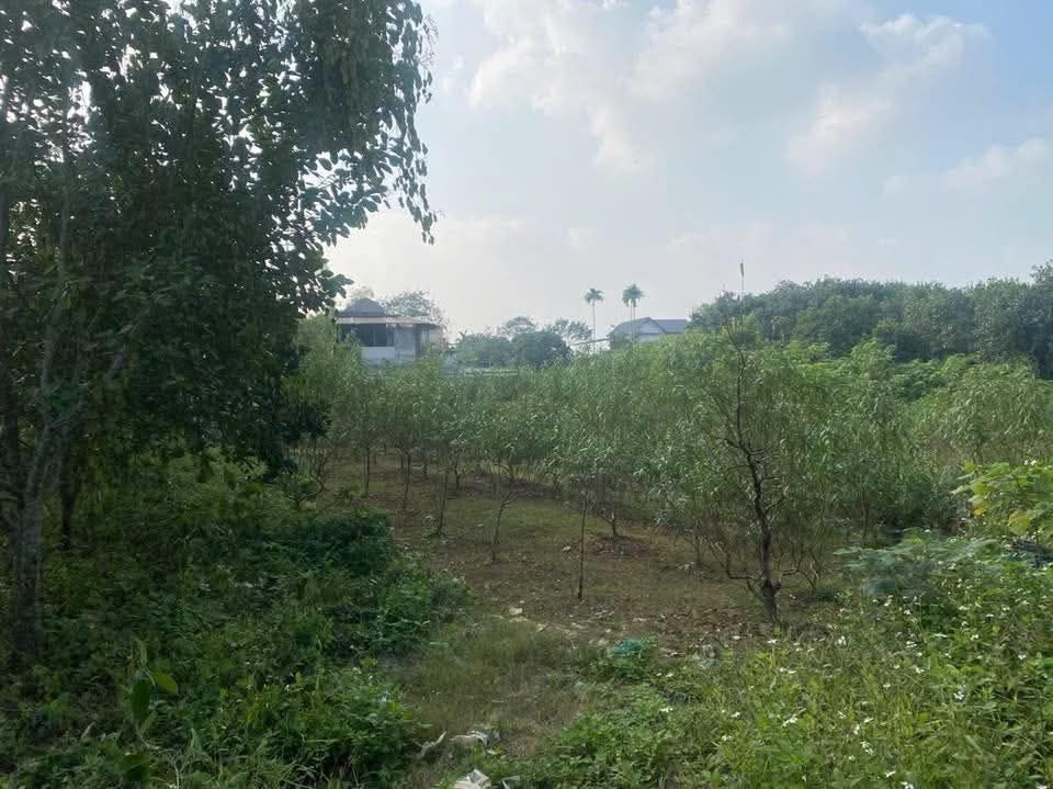 Đất nền Làng Tằm Nông Tiến 145m² giá 8xx triệu - Cơ hội đầu tư hấp dẫn!