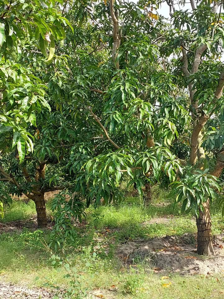 Đất vườn Cam Thành Bắc Cam Lâm 2679m² giá 990 triệu - Cơ hội đầu tư hấp dẫn!