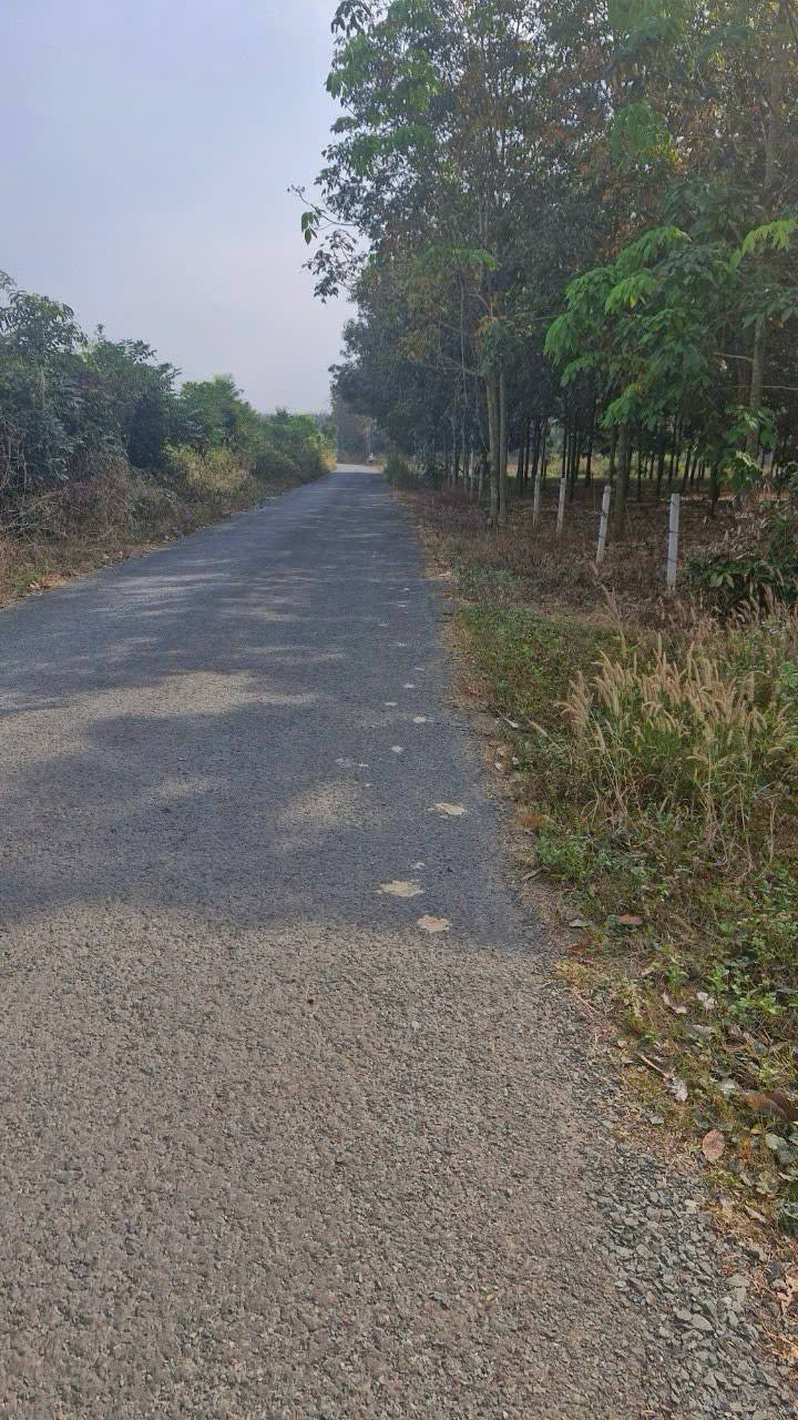 Đất nền 1646m² mặt tiền đường Dương Gia Trang, Bình Phước - Cơ hội đầu tư hiếm có!