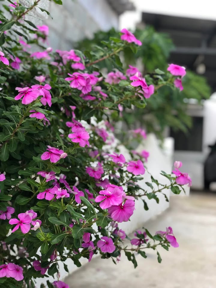 Nhà 2 mặt tiền Tri Hải Ninh Thuận 387m² giá 3.3 tỷ - Gần biển Đầm Nại!