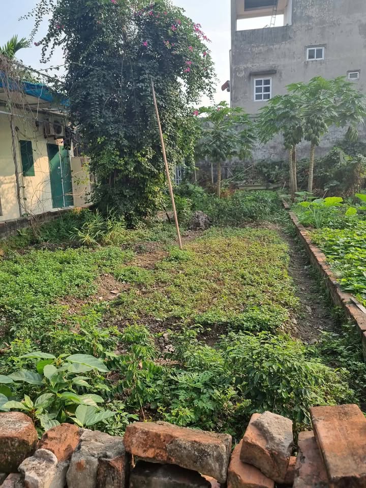 Đất lô góc Ngọc Quỳnh, Văn Lâm 80m² giá 3 tỷ - Đầu tư sinh lời ngay!