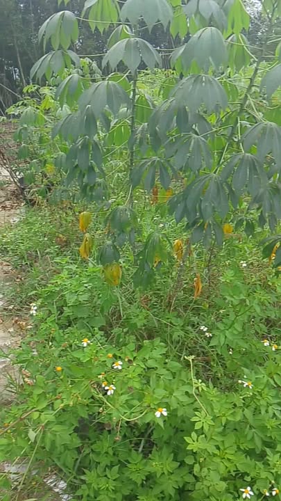 Đất nền Quế Phú - Quế Sơn 400m² giá 330 triệu - Sổ hồng trao tay!