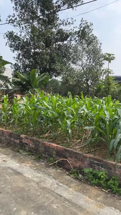 Đất thổ cư Hòa Lạc 114m² giá mềm - Cơ hội đầu tư hấp dẫn!