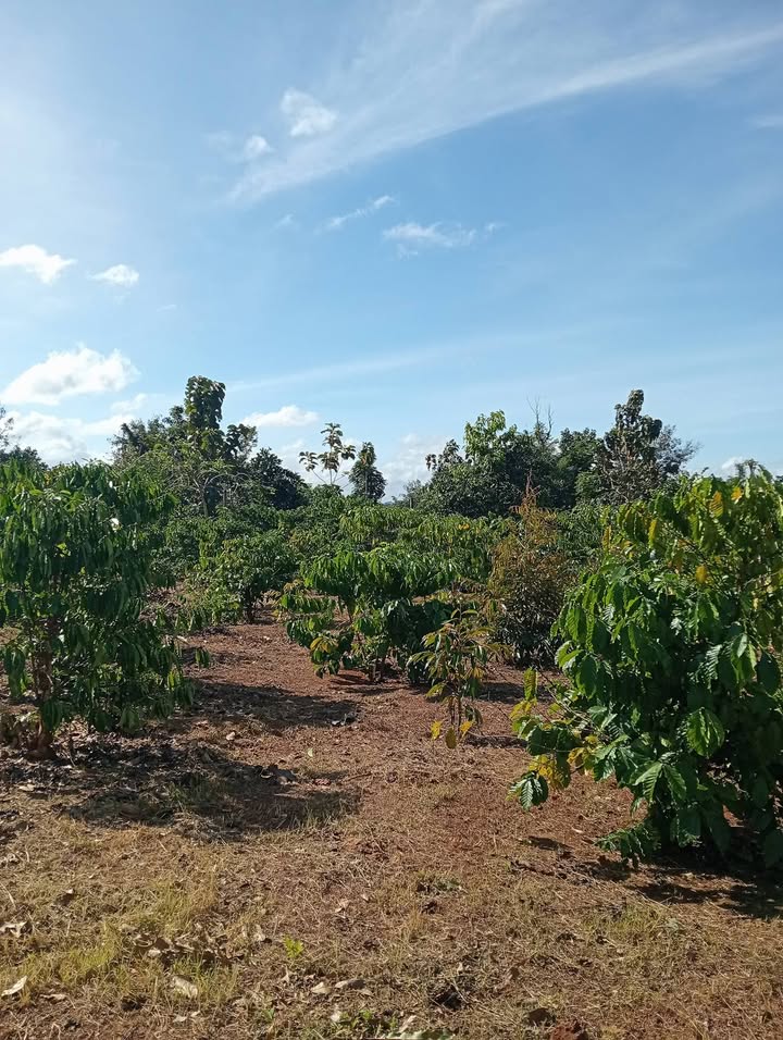 Đất nông nghiệp Cư Suê 16,800m² giá 1.764 tỷ - Mặt tiền đường ô tô thuận lợi!