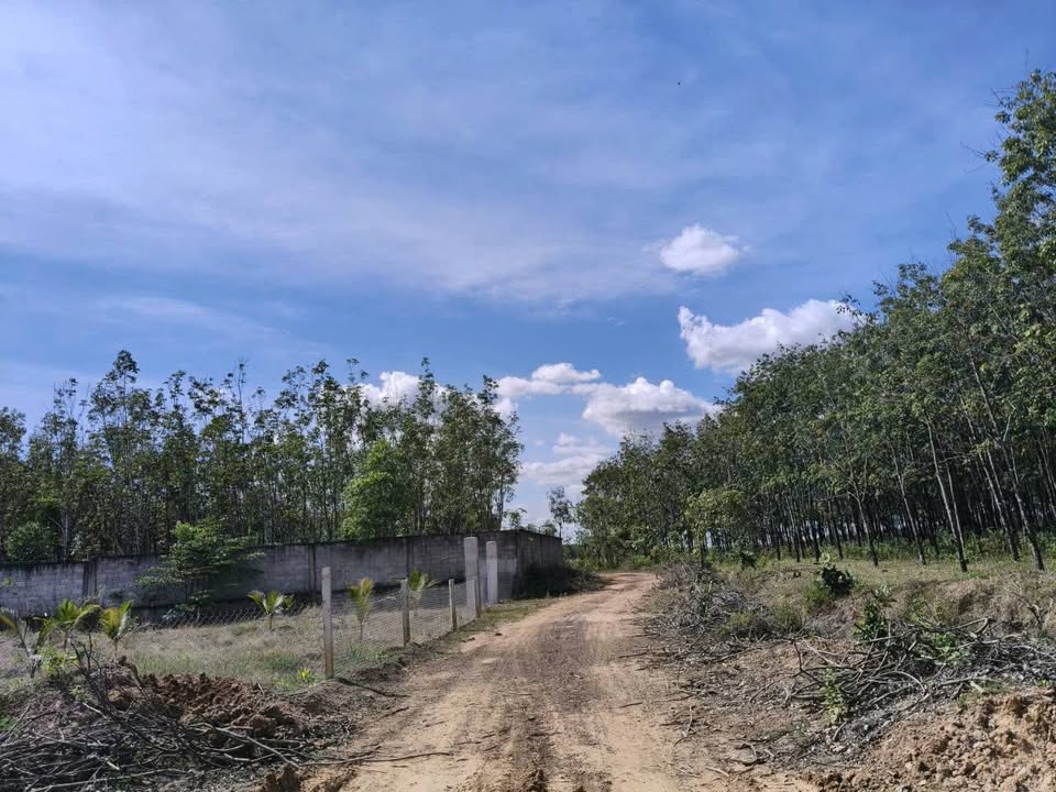 Đất nền Lộc Thịnh, Lộc Ninh 1617m² giá 200 triệu - Cơ hội đầu tư lý tưởng!