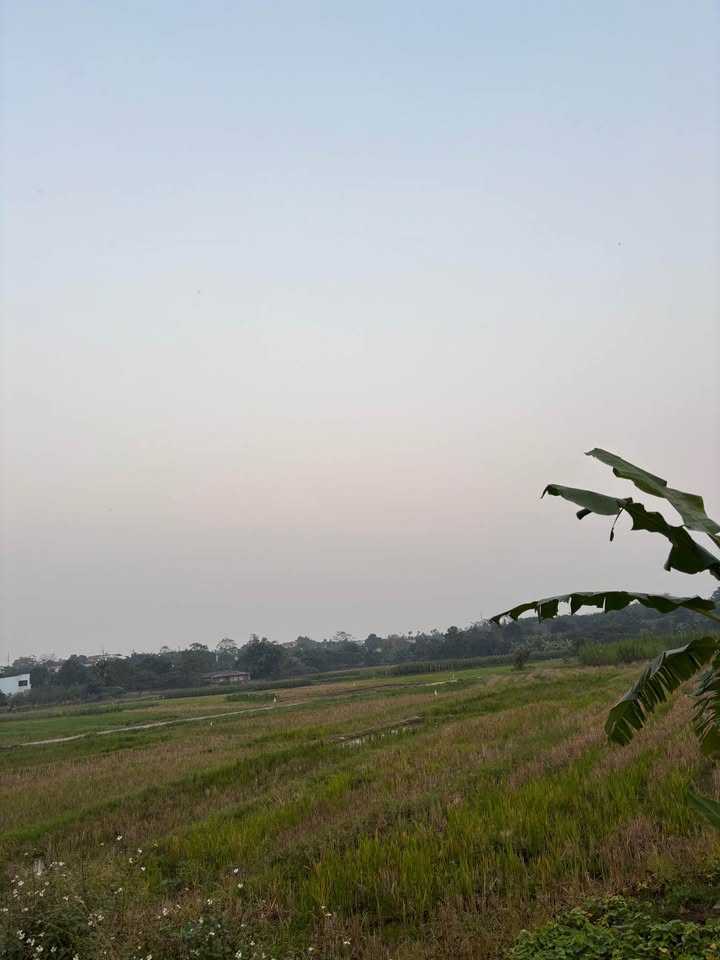 Đất nền Cẩm An, Phúc Thọ 100m² giá 800 triệu - Chính chủ cần bán gấp!