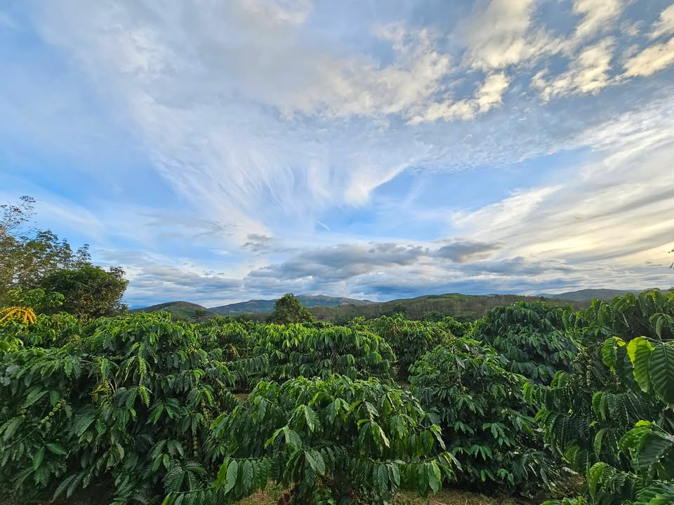 Đất nền Ngọc Hồi, Kon Tum 15,000m² giá 1 tỷ - Đầu tư sinh lời ngay!