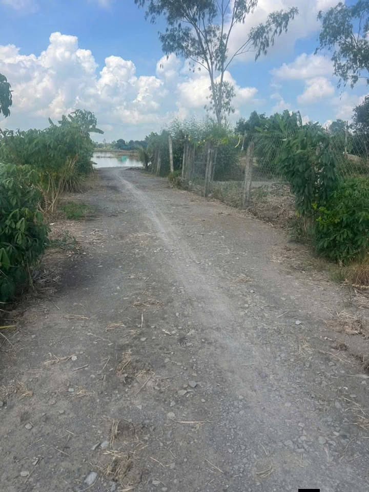 Đất lúa 3000m² tại Mỹ Thạnh, Thủ Thừa - Giá chỉ 399 triệu - Bán gấp!