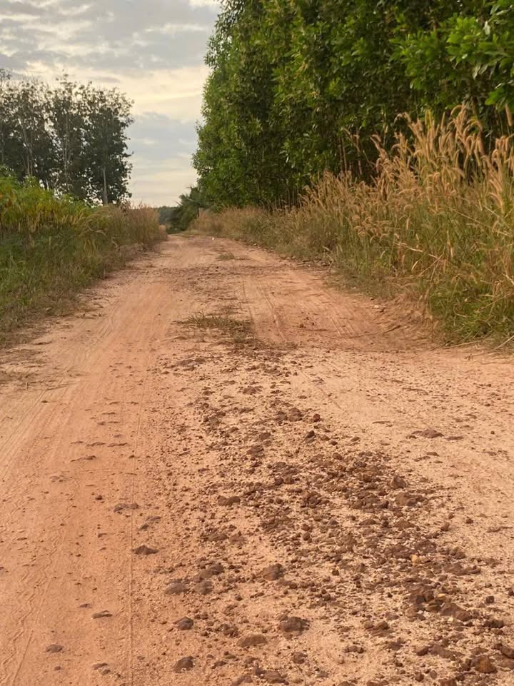 Đất nền Minh Tân Dầu Tiếng 1200m² giá 300 triệu - Cơ hội đầu tư tuyệt vời!