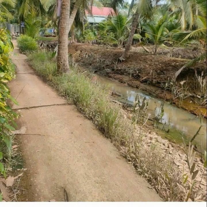 Đất trồng cây lâu năm tại huyện Mỏ Cày Nam 1500m² giá 550 triệu - Cơ hội đầu tư tuyệt vời!