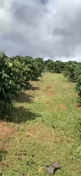 Đất nông nghiệp Đắk Lao Đắk Mil 12.000m² giá 3.5 tỷ - Đầu tư sinh lời ngay!