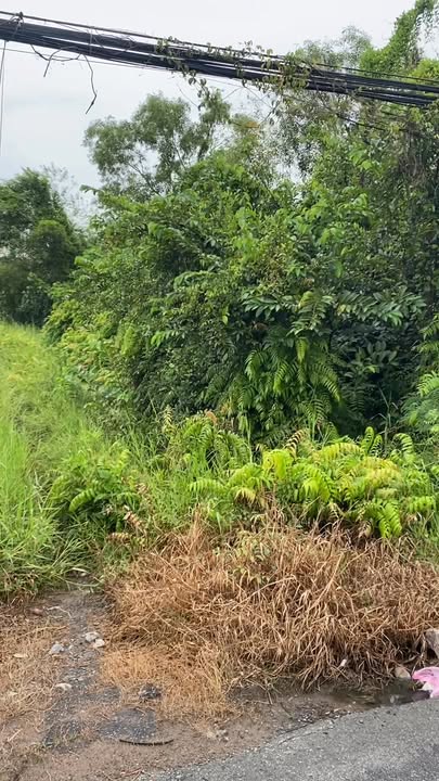 Đất vườn Tân Quý Tây, Bình Chánh 500m² giá 2.6 tỷ - Cơ hội đầu tư hấp dẫn!