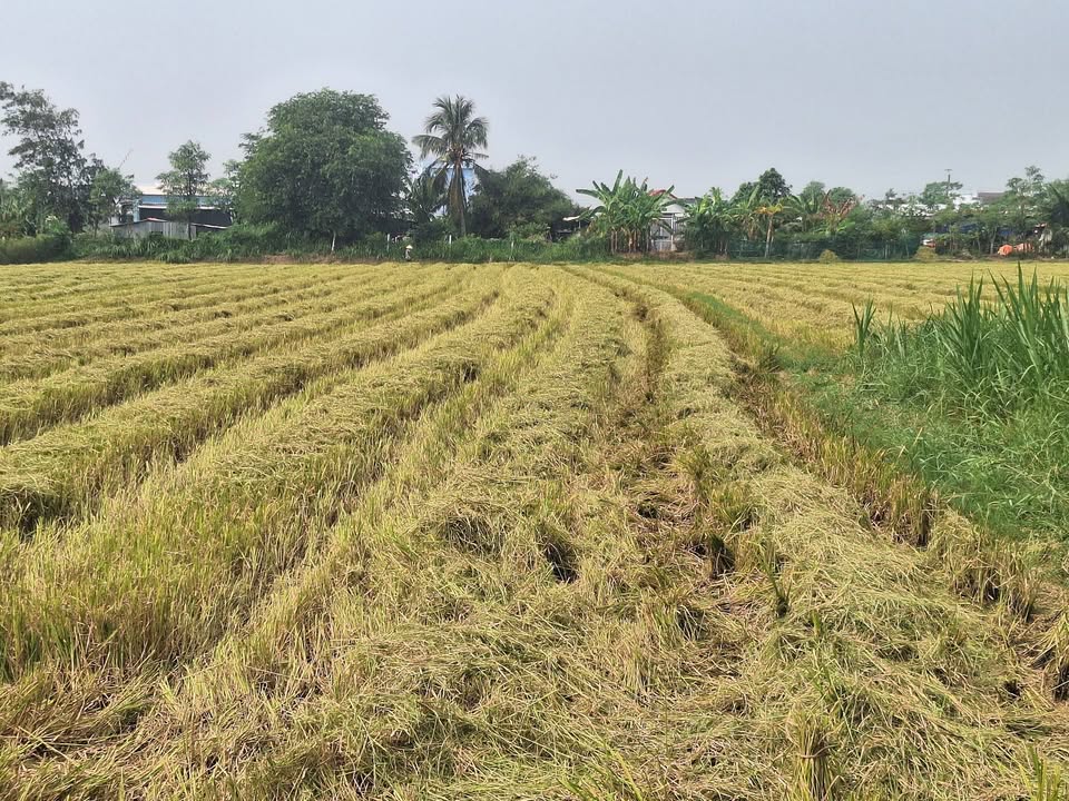 Đất nền Gò Công Tiền Giang 13.600m² giá 8.364 tỷ - Đầu tư sinh lời ngay!