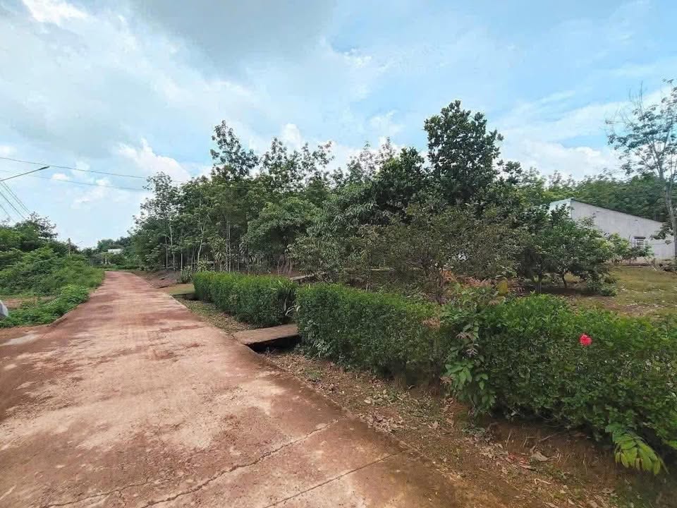 Bán lô đất 700m² thổ cư tại Khu phố 3, Tiến Thành, Đồng Xoài - Giá chỉ 675 triệu!