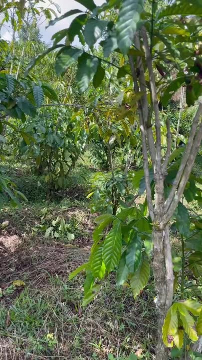 Đất nền Hòa Bắc 800m² giá 2.55 tỷ - Cơ hội đầu tư tuyệt vời!