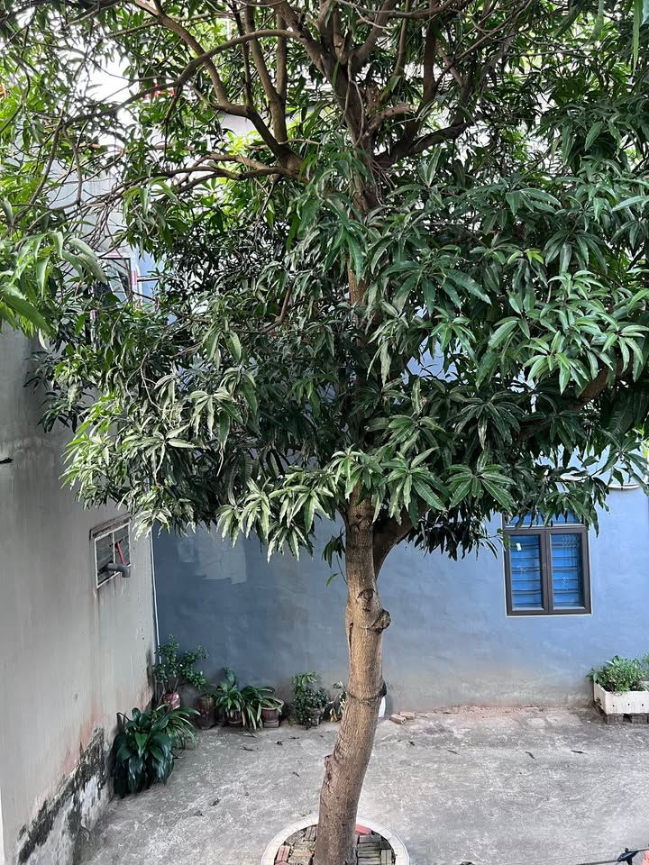 Nhà 2 tầng tại Phường Tân Hoà 131m² giá 2 tỷ - Phong thủy tốt, sẵn sàng vào ở ngay!