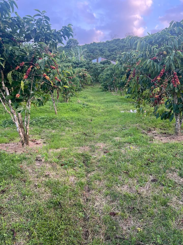 Farm 2,4ha Tân Châu - Di Linh, Lâm Đồng giá 648 triệu - Đầu tư sinh lời cao!