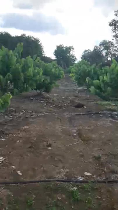 Đất rẫy Ia Tô, Gia Lai 11.000m² giá 1.1 tỷ - Địa hình đẹp, trồng cây ăn trái