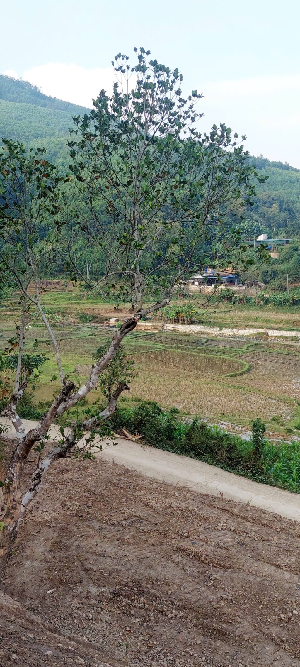 Đất 2000m² tại Kim Bôi Hòa Bình - Giá chỉ 1.85 tỷ, Gần dự án Sungroup!