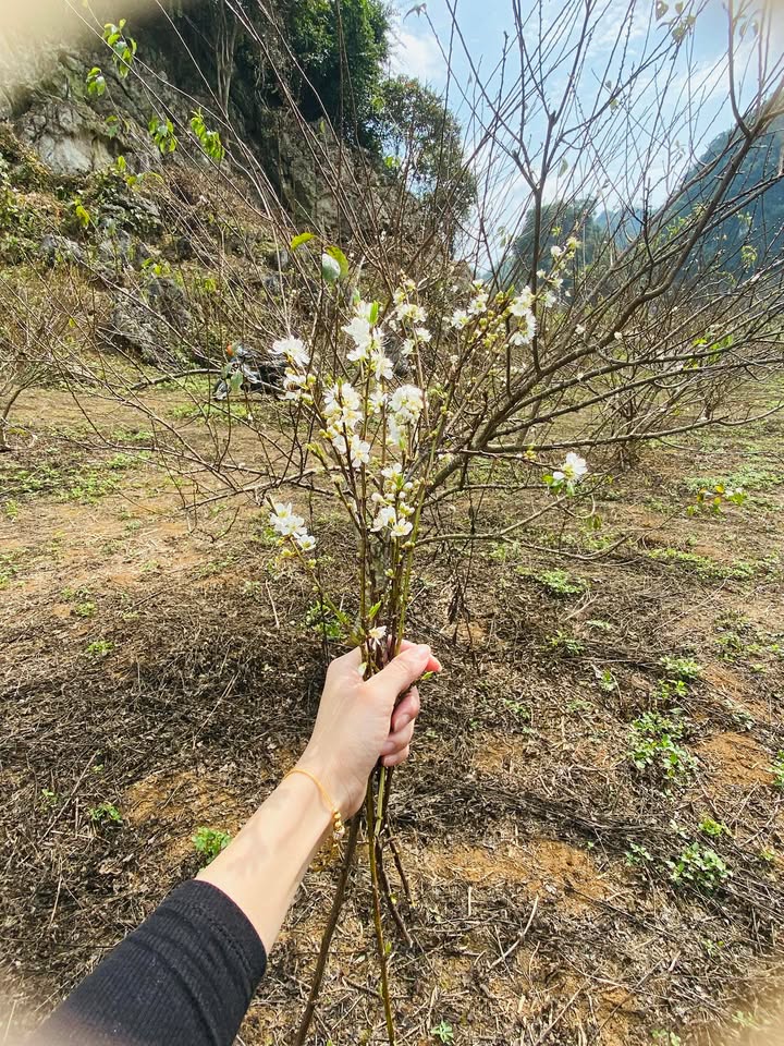 Đất thổ cư Mộc Châu 1500m² giá 2 tỷ - Vườn mận cổ siêu đẹp!