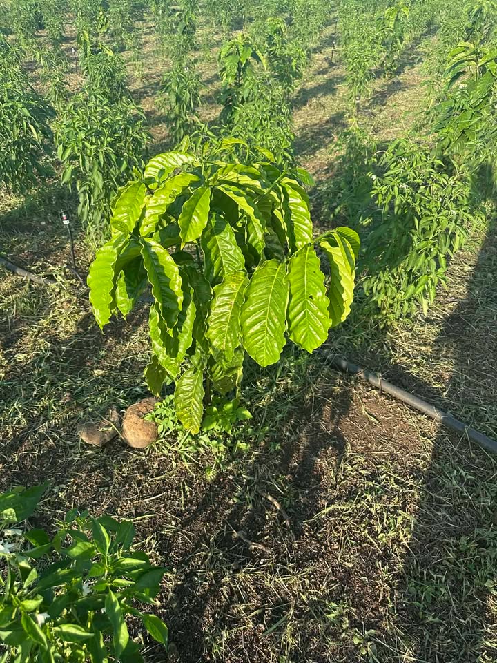 Đất nông nghiệp Xuân Bắc 18600m² giá 5.976 tỷ - Đầu tư sinh lời ngay!