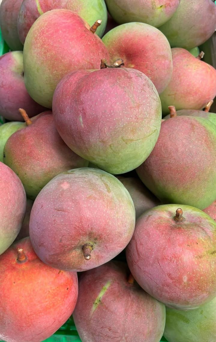 Đất nền Cam Hiệp Bắc 1800m² giá thỏa thuận - Cơ hội đầu tư hấp dẫn!