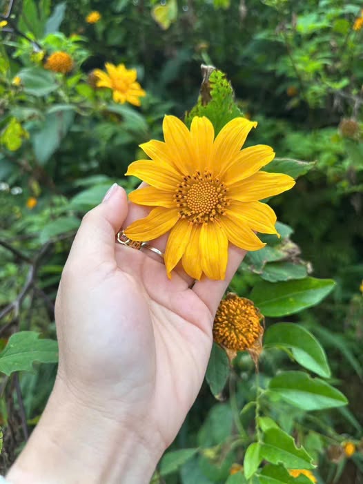 Nhà cấp 4 Bà Điểm Hóc Môn 93m² giá 3.89 tỷ - Sổ hồng riêng, gần chợ, trường học!