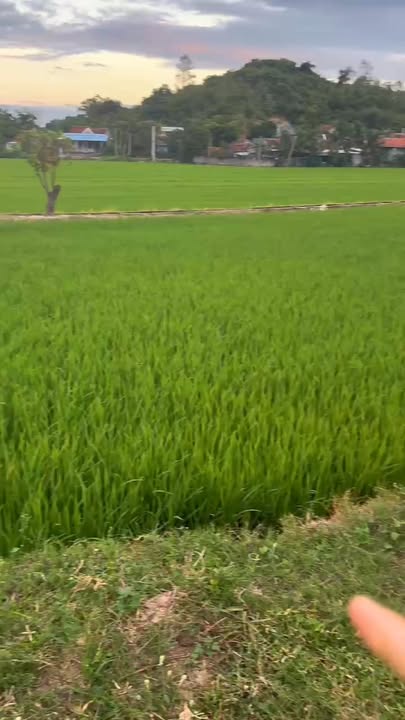 Đất nông nghiệp Vạn Ninh 18000m² giá 300 triệu - Đường nhựa thuận tiện