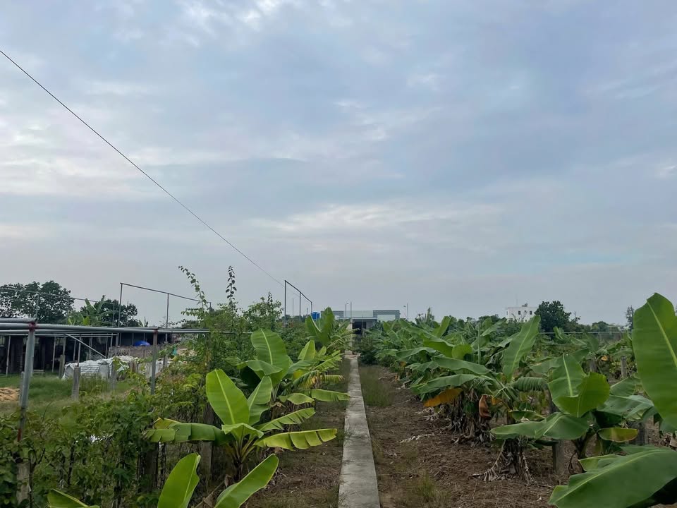 Đất nền Đông Tân, Đông Hưng 1000m² giá chỉ 300 triệu - Ô tô vào tận nơi!