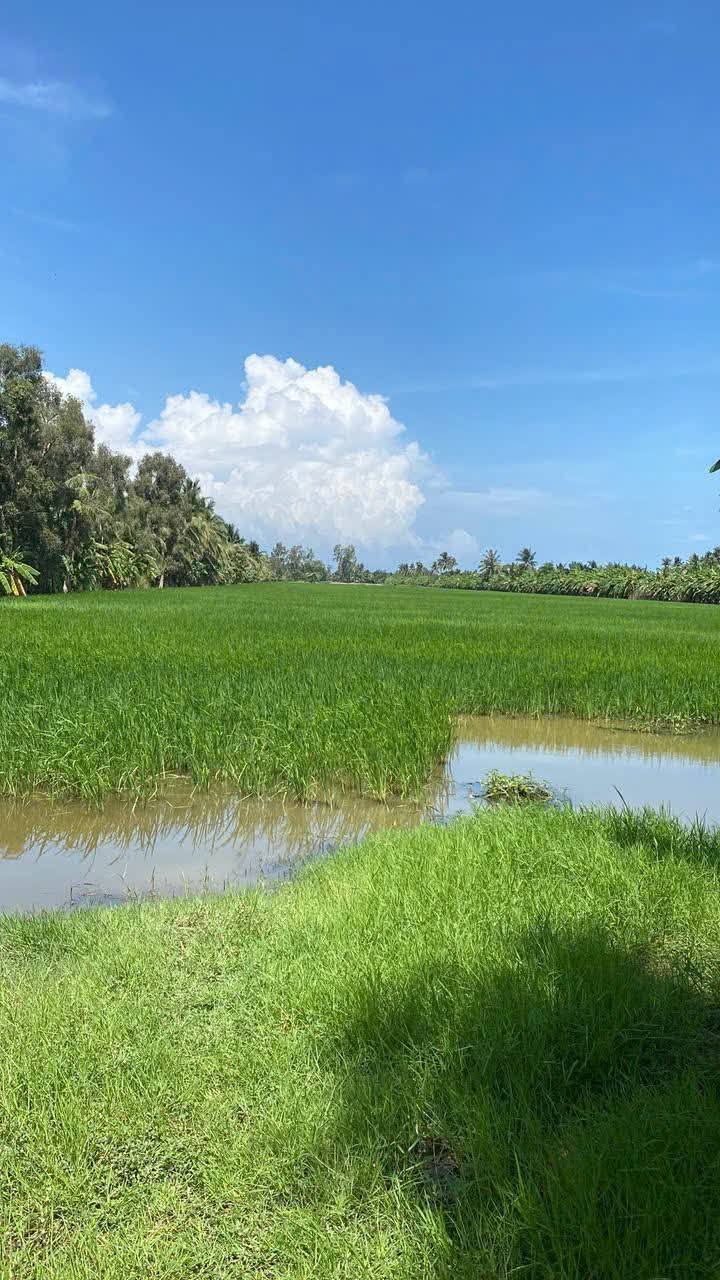 Bán đất nông nghiệp xã Khánh Hội, U Minh, Cà Mau - 21 công, giá chỉ 3.78 tỷ!