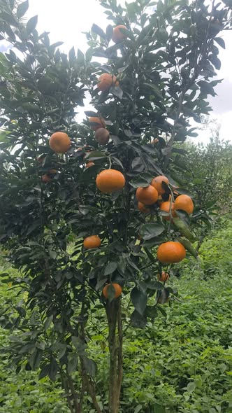 Lô đất rẫy 4ha tại xã K'rong, Gia Lai - Giá chỉ 2.8 tỷ, sẵn sàng sang tên!