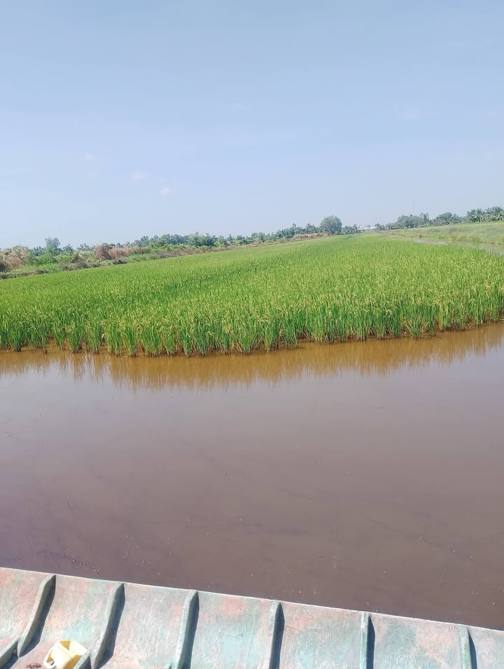 Đất vuông tôm lúa 24 công tại xã Đông Hòa, Kiên Giang - Giá 2.76 tỷ, cơ hội đầu tư hấp dẫn!