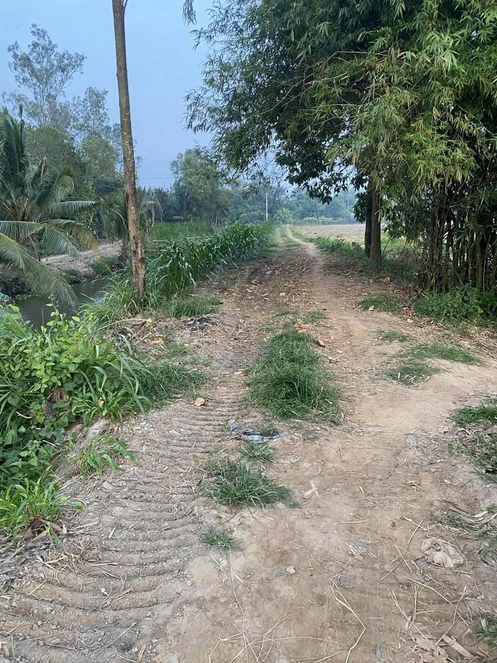 Bán đất ruộng 2 mặt tiền bờ kênh tại Châu Thành, Trà Vinh - Giá chỉ 240 triệu!