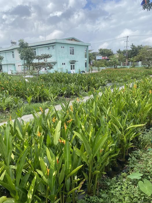 Đất Hòa Khánh Bắc, Liên Chiểu 72m² giá 1.1 tỷ - Cơ hội đầu tư hấp dẫn!